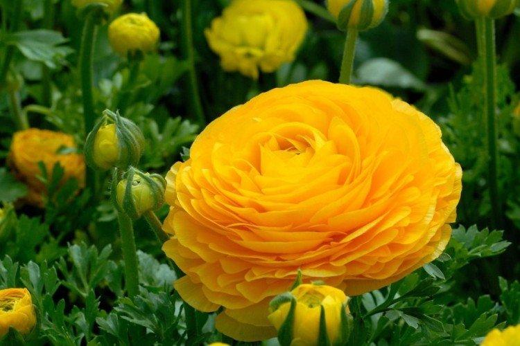 Ранункулюс – фото