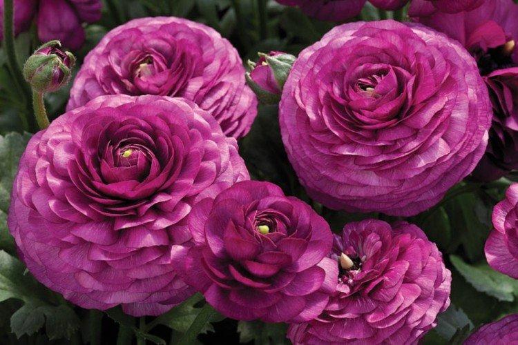 Ранункулюс – фото