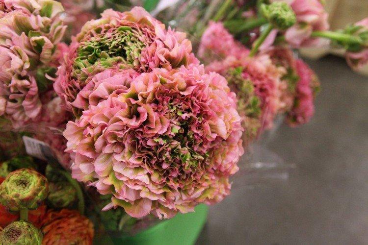 Ранункулюс – фото