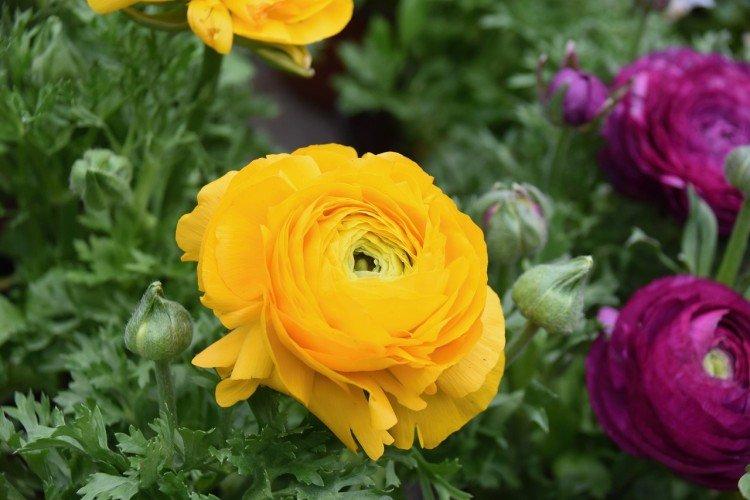 Ранункулюс – фото