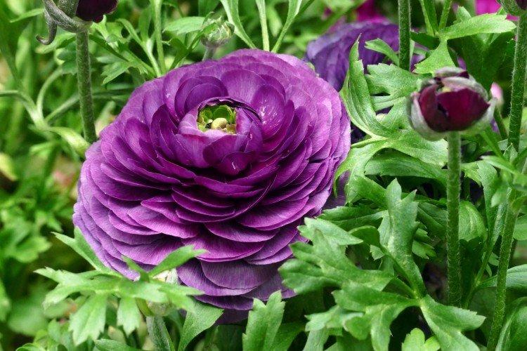 Ранункулюс – фото