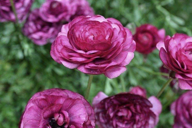 Ранункулюс – фото