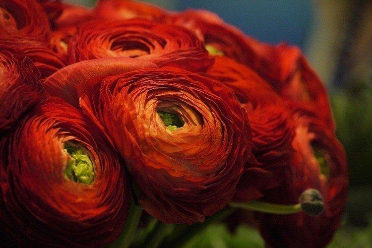 Ранункулюс – фото