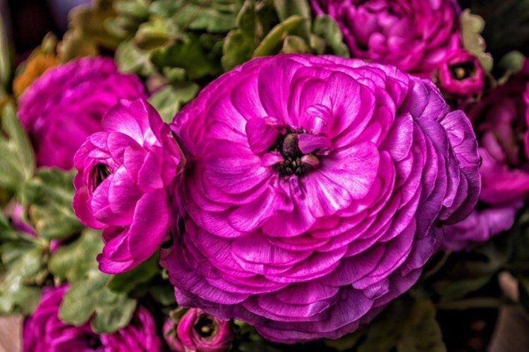 Ранункулюс – фото