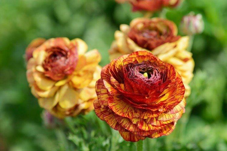 Ранункулюс – фото