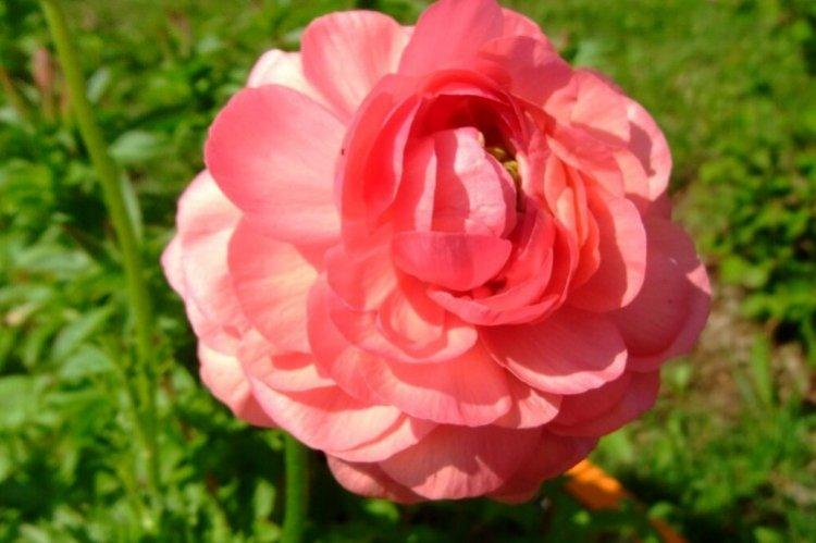 Ранункулюс – фото