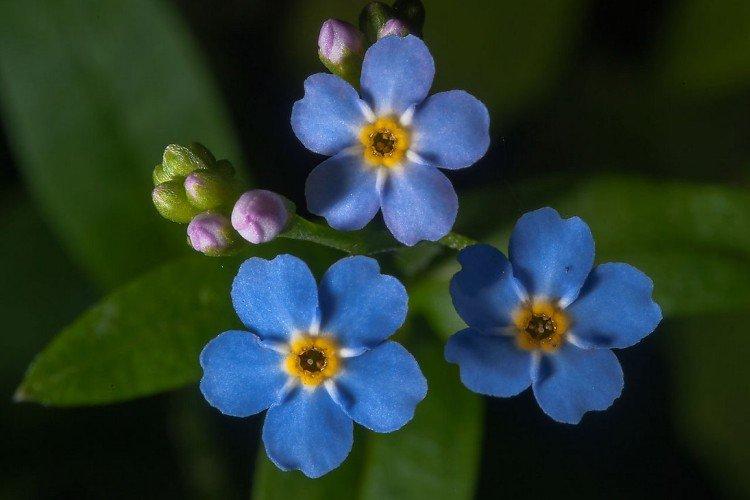 Удобрения и подкормка