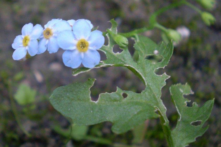 Борьба с вредителями и болезнями