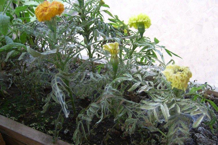 Борьба с вредителями и болезнями