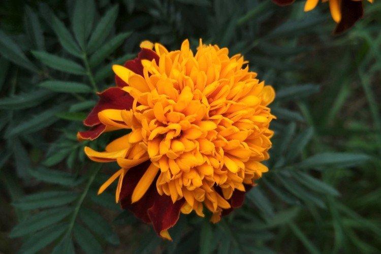 Бархатцы – фото