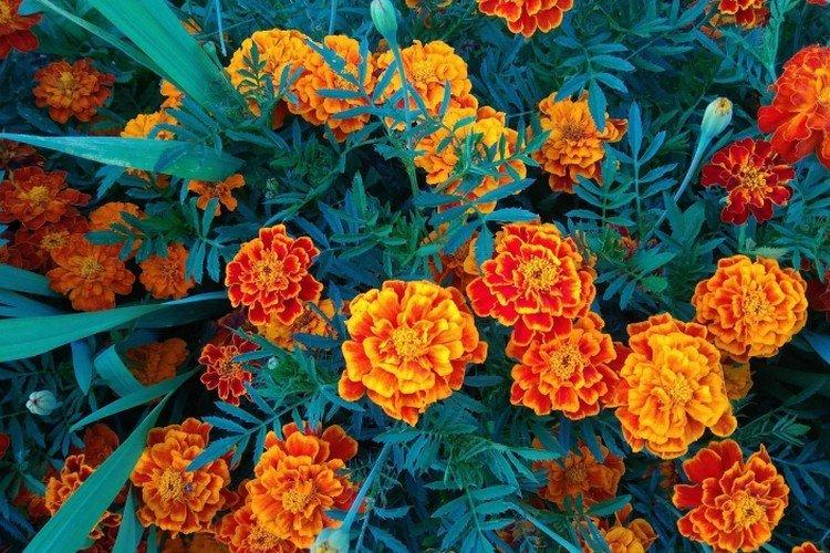 Бархатцы – фото