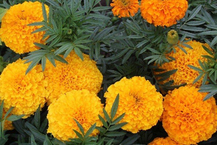 Бархатцы – фото