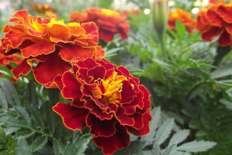 Бархатцы – фото