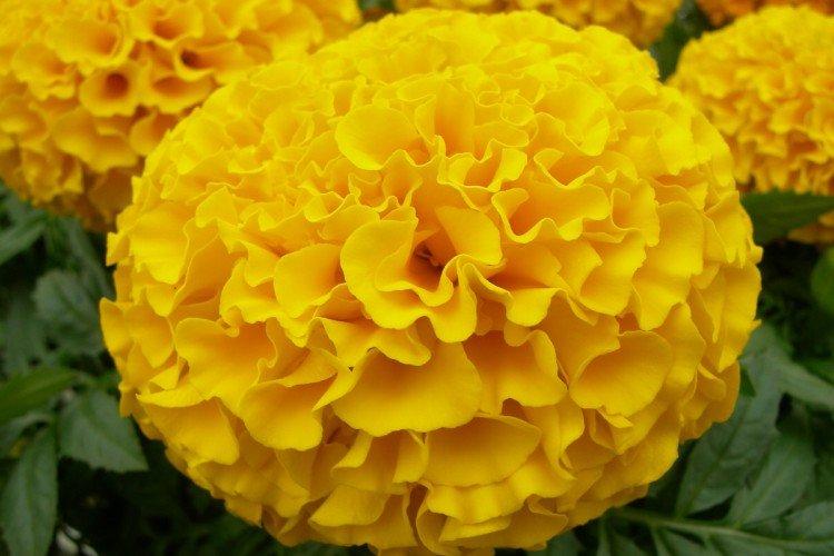 Бархатцы – фото