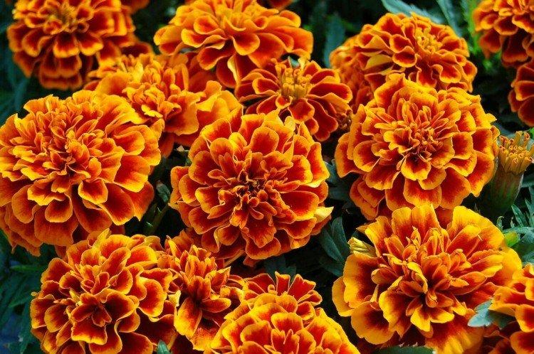 Отклоненные бархатцы