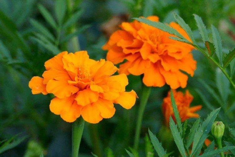 Бархатцы – фото