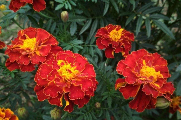 Бархатцы – фото