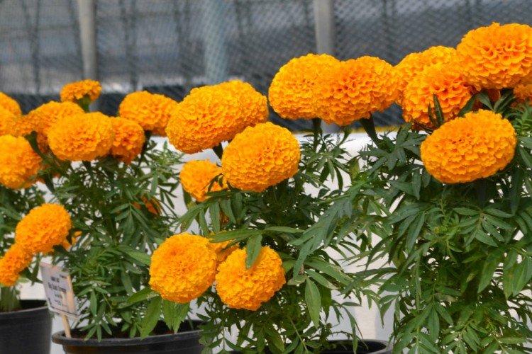 Бархатцы – фото