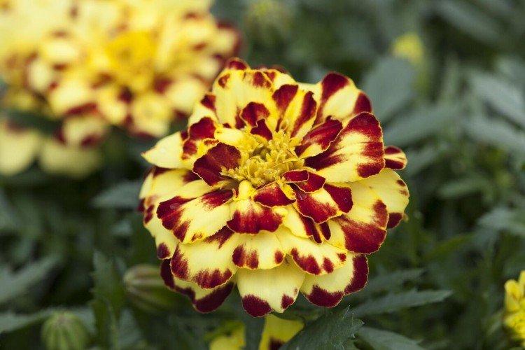 Бархатцы – фото