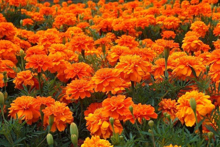 Бархатцы – фото