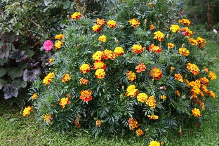 Высокорослые бархатцы