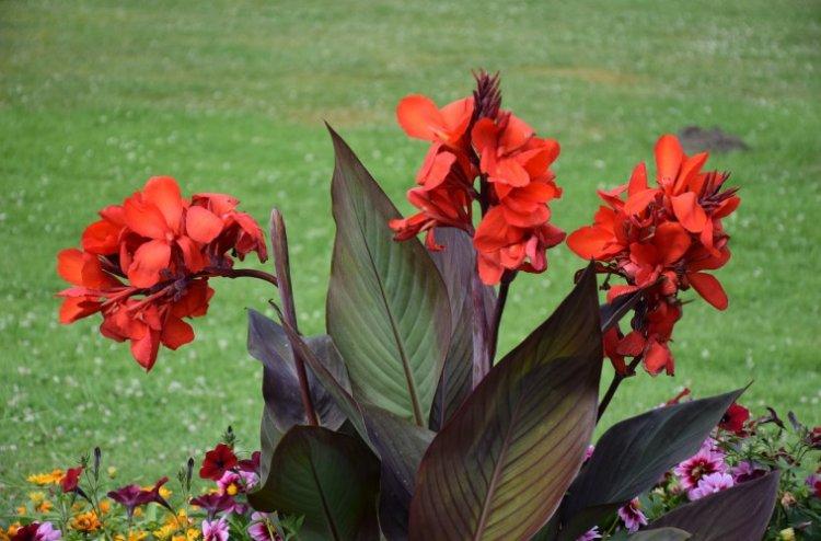 Удобрения и подкормка