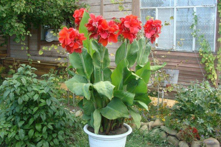 Посадка и размножение