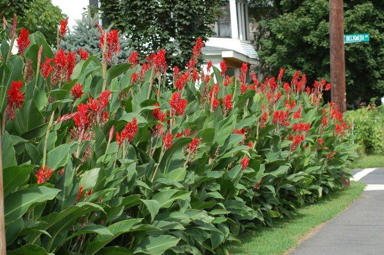 Канна – фото