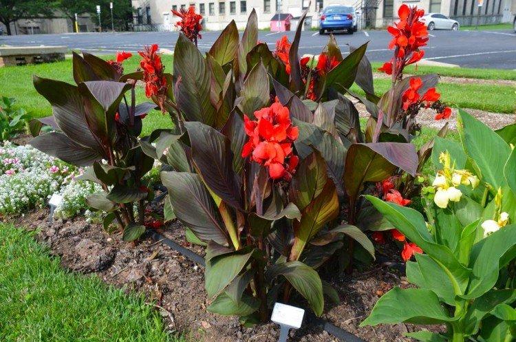 Канна – фото