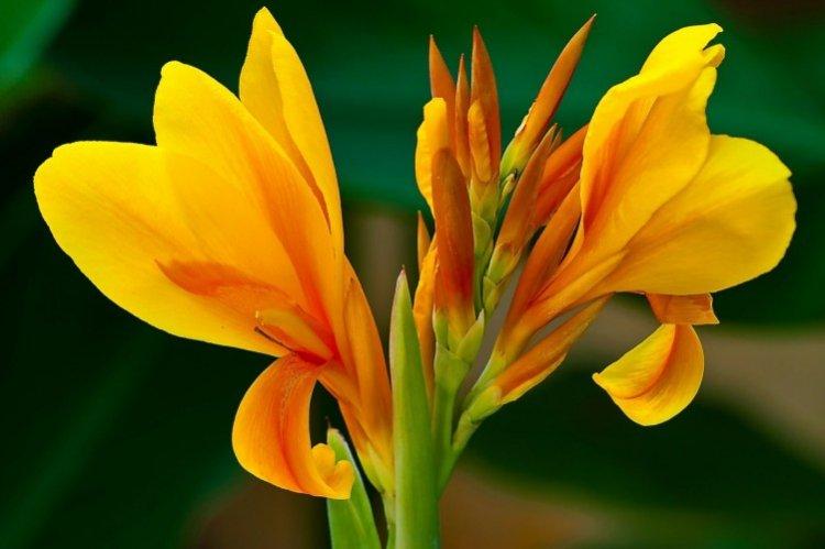 Канна – фото