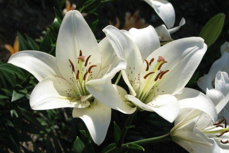 Удобрения и подкормка