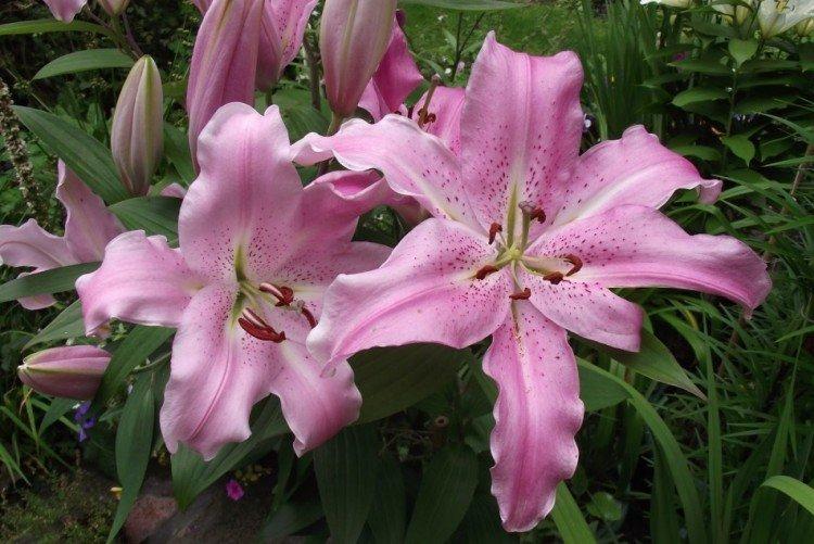 Лилии – фото