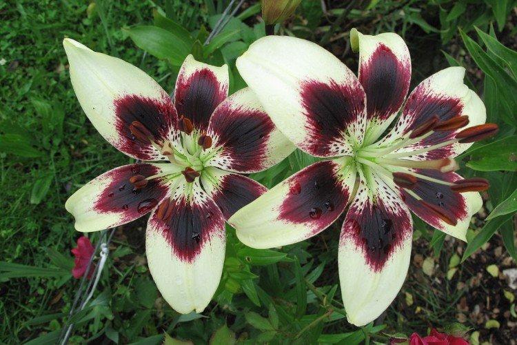 Лилии – фото