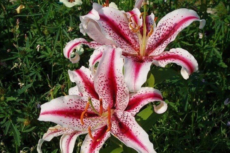 Лилии – фото