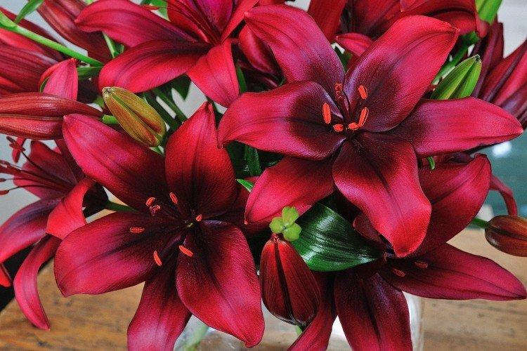 Лилии – фото