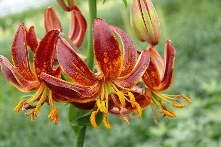 Лилии – фото