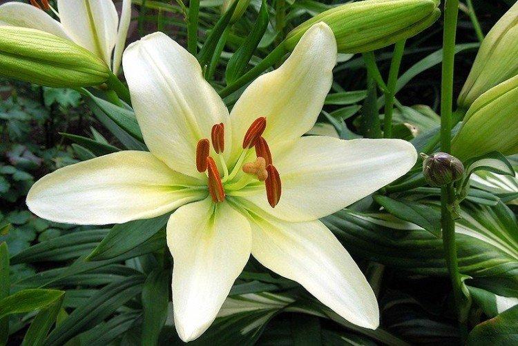 Лилии – фото