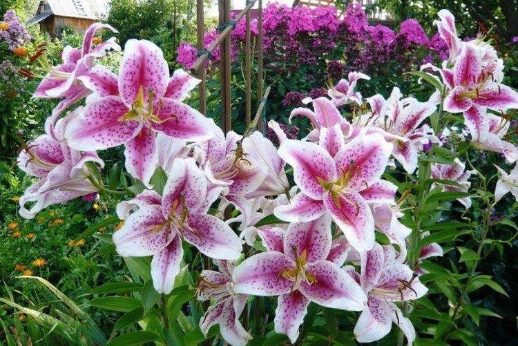 Лилии – фото