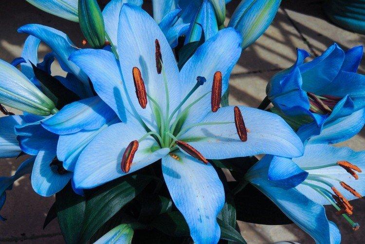 Лилии – фото