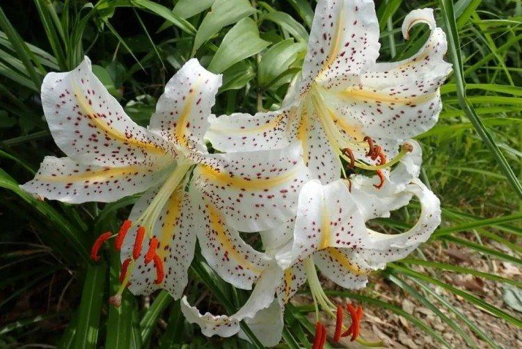 Лилии – фото