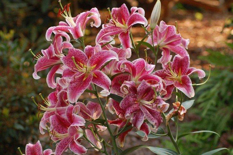 Лилии – фото