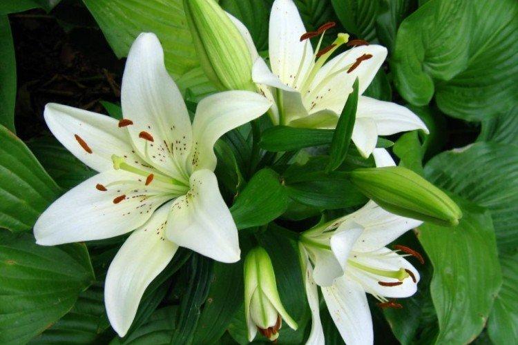 Температура