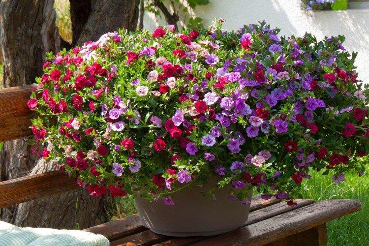 Посадка и размножение