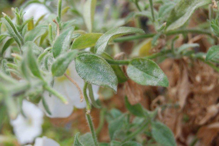 Борьба с вредителями и болезнями