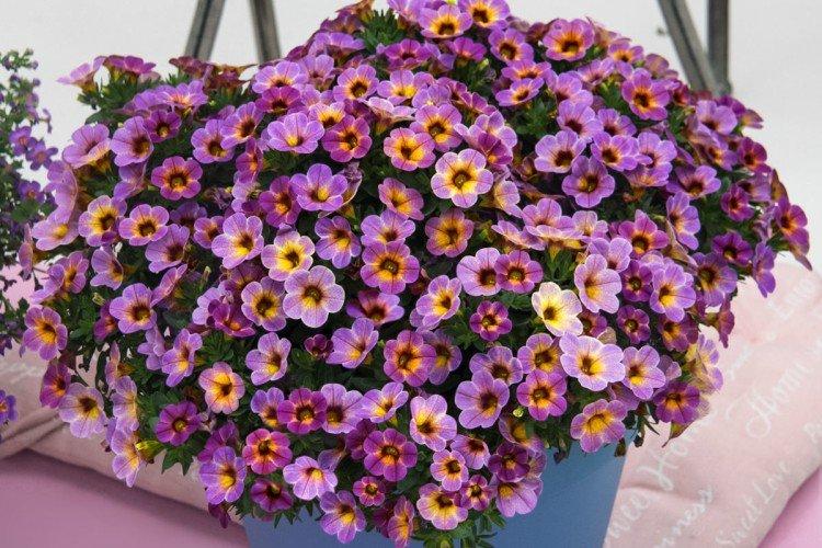 Калибрахоа – фото