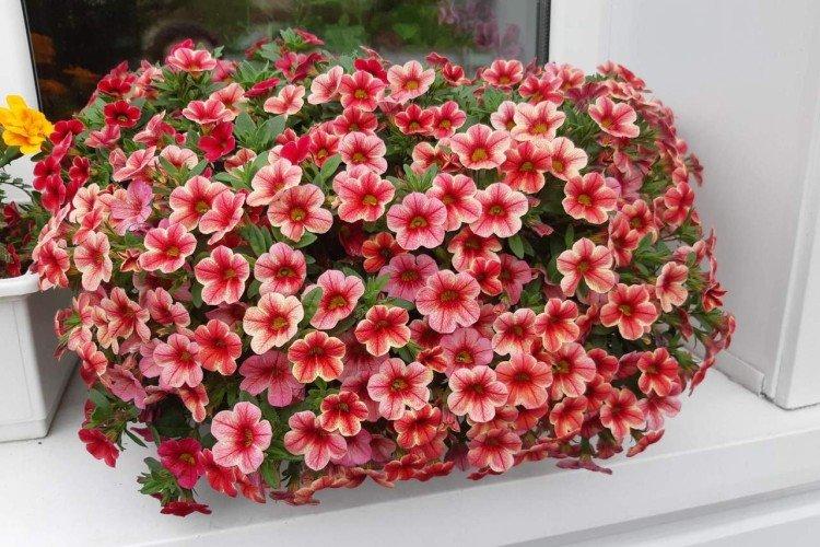 Калибрахоа – фото