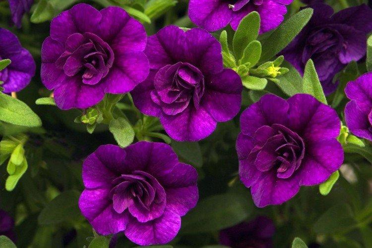 Калибрахоа – фото