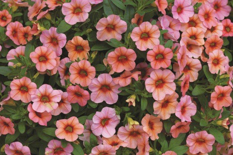 Калибрахоа – фото