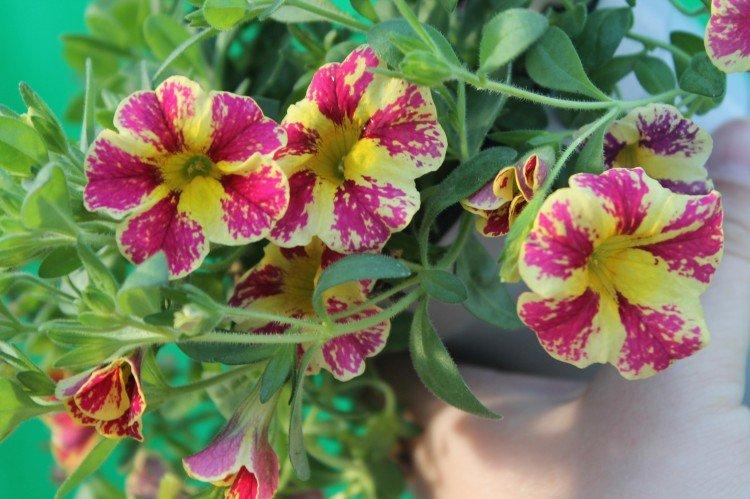 Калибрахоа – фото