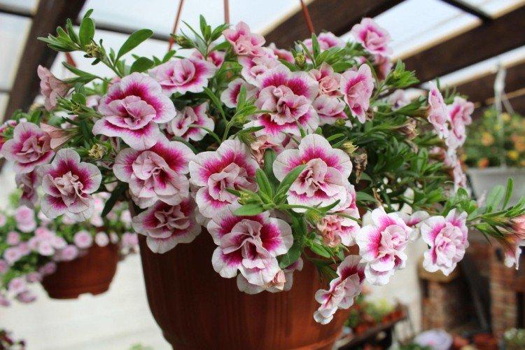 Калибрахоа – фото